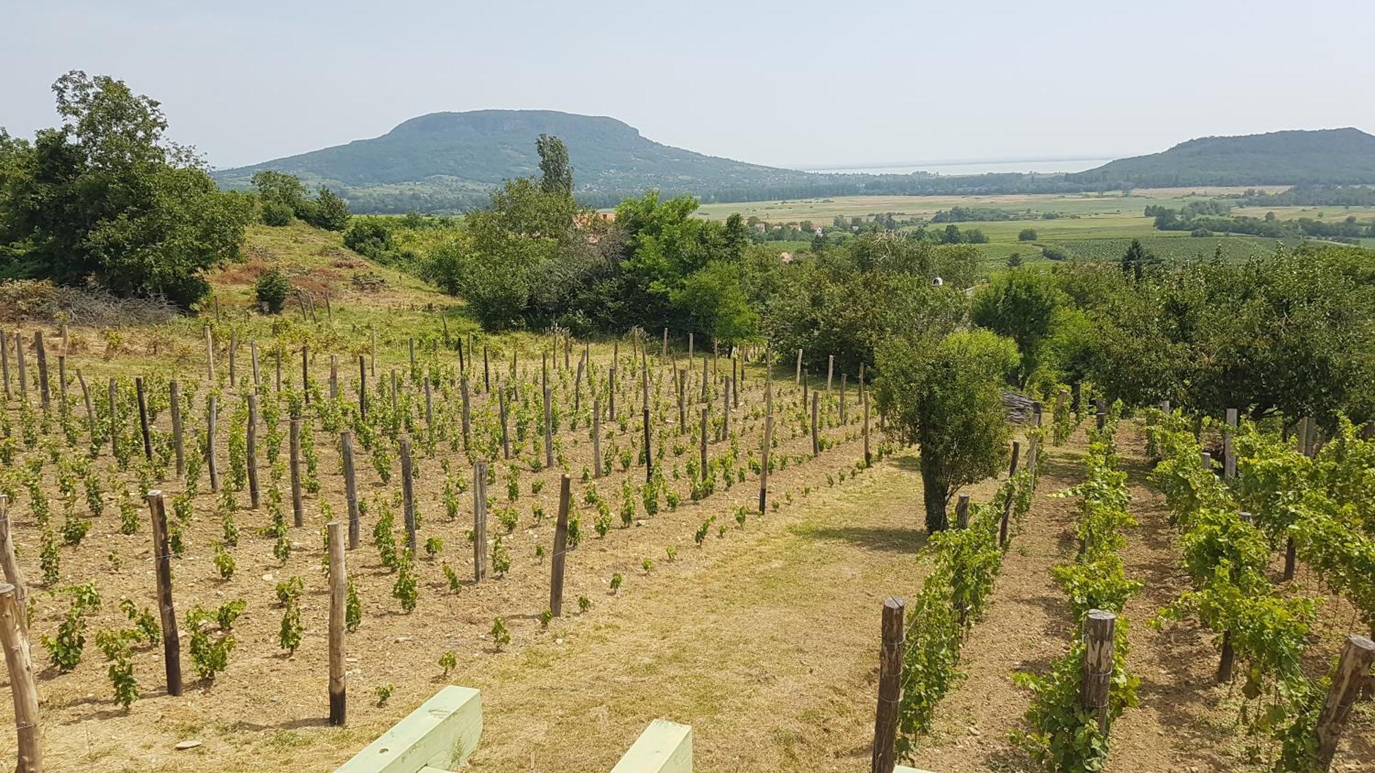 Grand Cru 4 Vendeghaz Villa Hegymagas Dış mekan fotoğraf