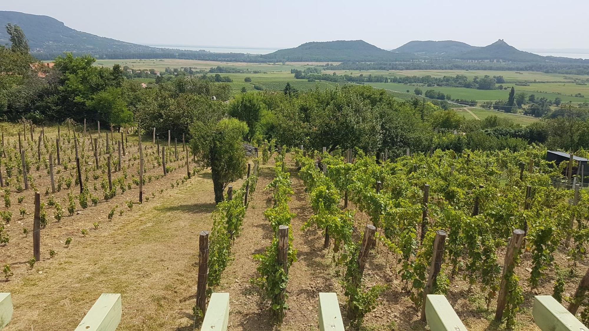 Grand Cru 4 Vendeghaz Villa Hegymagas Dış mekan fotoğraf